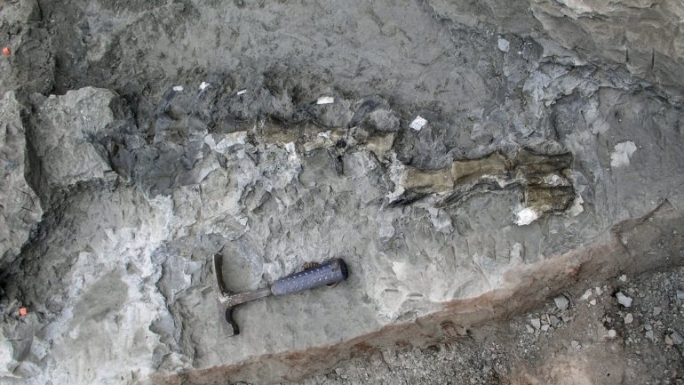 Em causa está uma superfície rochosa, localizada na aldeia de Carenque, no concelho de Sintra, onde há 34 anos dois geólogos portugueses descobriram cerca de duas dezenas de pegadas de dinossauro