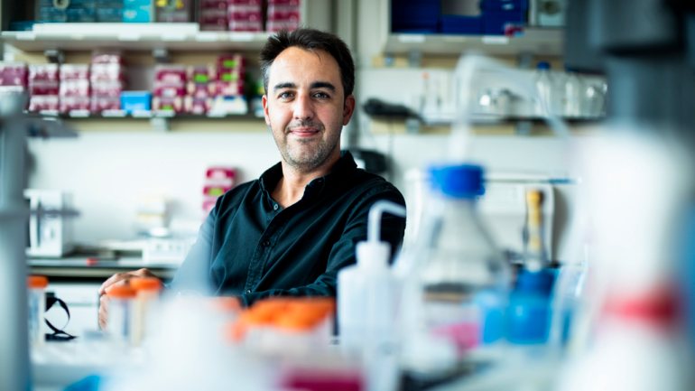 No Instituto de Medicina Molecular, o cientista Pedro Sousa-Victor tenta retardar os efeitos do envelhecimento