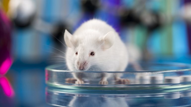 Os ratinhos não só tinham preservado a sua massa muscular, como também a aumentaram
