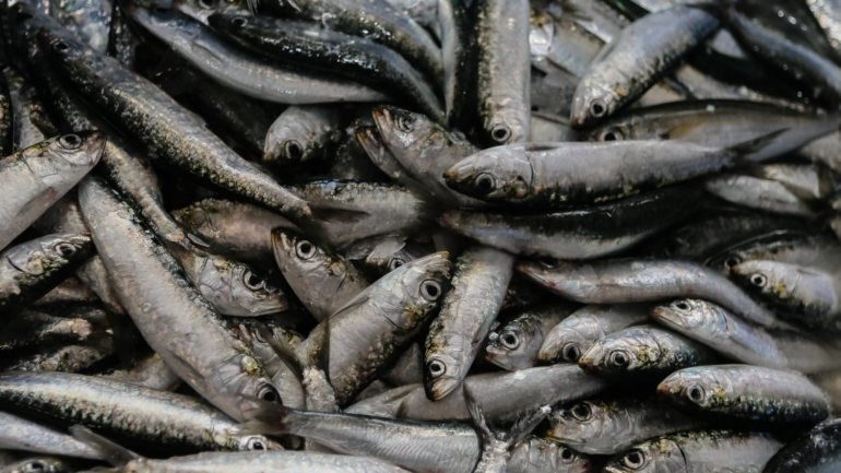 A pesca da sardinha esteve proibida desde 12 de outubro e foi reaberta em 1 de junho