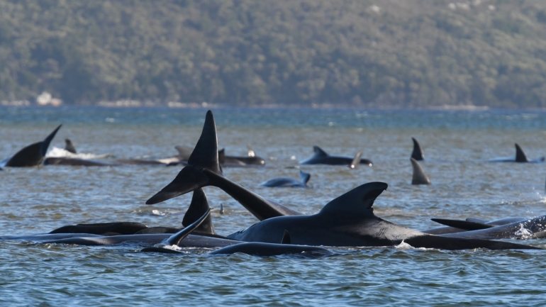 Não é a primeira vez que um grupo de baleias fica preso nas praias da Austrália por motivos que os especialistas desconhecem