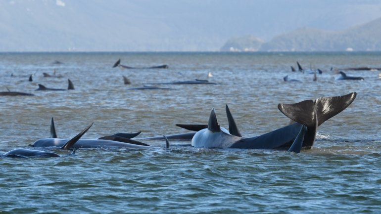 Cerca de 30 baleias foram retiradas dos bancos de areia, mas várias voltaram a encalhar