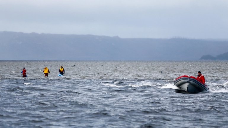 As autoridades da Tasmânia acreditam que já não há mais baleias vivas no local