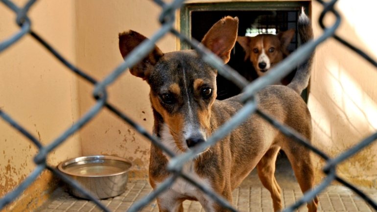 Para o terreno, situado no Viveiro Municipal, foram transferidos em agosto cerca de 450 animais, entre cães e gatos