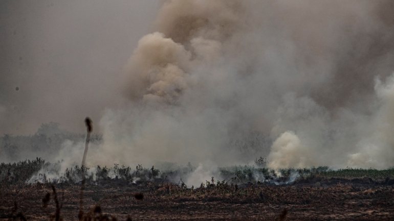 Especialistas indicam que o aumento das chamas se deve à desflorestação ilegal