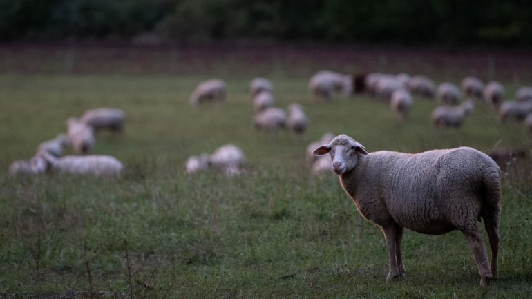 As ovelhas são uma das espécies que apresentam uma afinidade para o SARS-CoV-2 equivalente à dos humanos