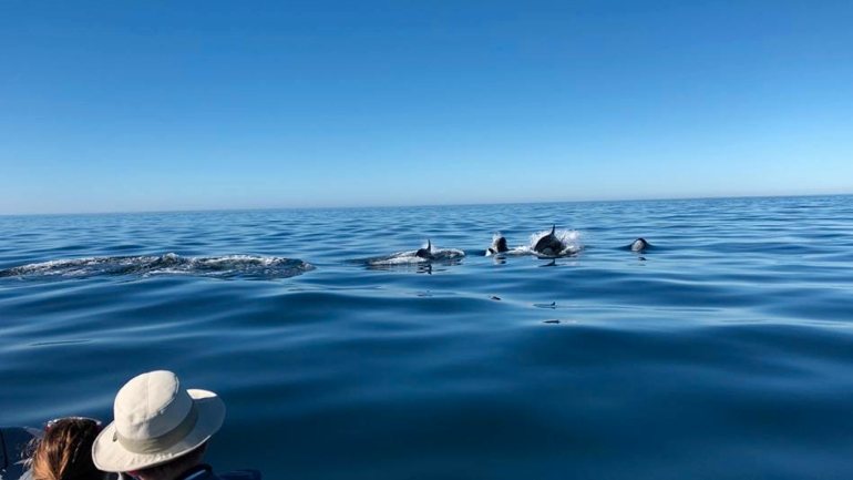 Orcas avistadas no Algarve podiam estar em viagem entre o golfo de Cádis e a baía da Biscaia
