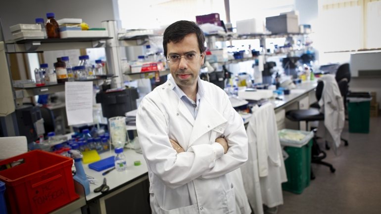 Luís Moita, investigador do Instituto Gulbenkian de Ciência (IGC)