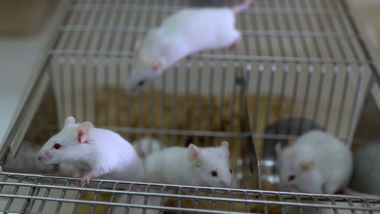 Os investigadores testaram a vacina em ratinhos que tinham tumores do pulmão e em outros aos quais foi induzido o crescimento de tumores