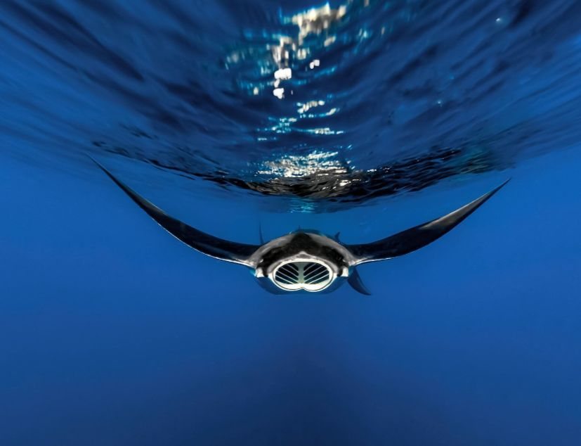 A força da natureza, animais e paisagens desconhecidas. As imagens  vencedoras do prémio Fotógrafo do Oceano 2022 – Observador