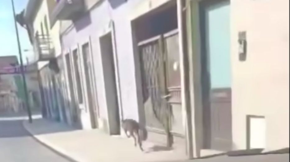 Nas redes sociais têm sido partilhadas imagens do momento em que o canguru é avistado na ruas de Vizela