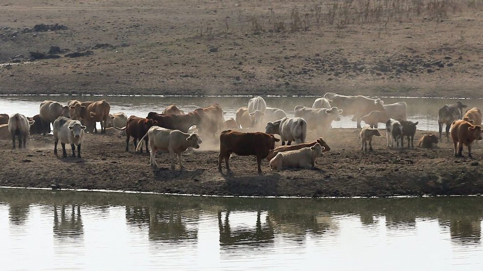 Assunção Cristas visita exploração agrícola afetada pela seca