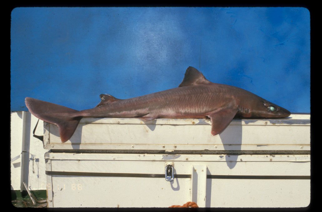 Squalus bassi, a new Long-nosed African spurdog shark from southern Africa (© 2017 David Ebert)