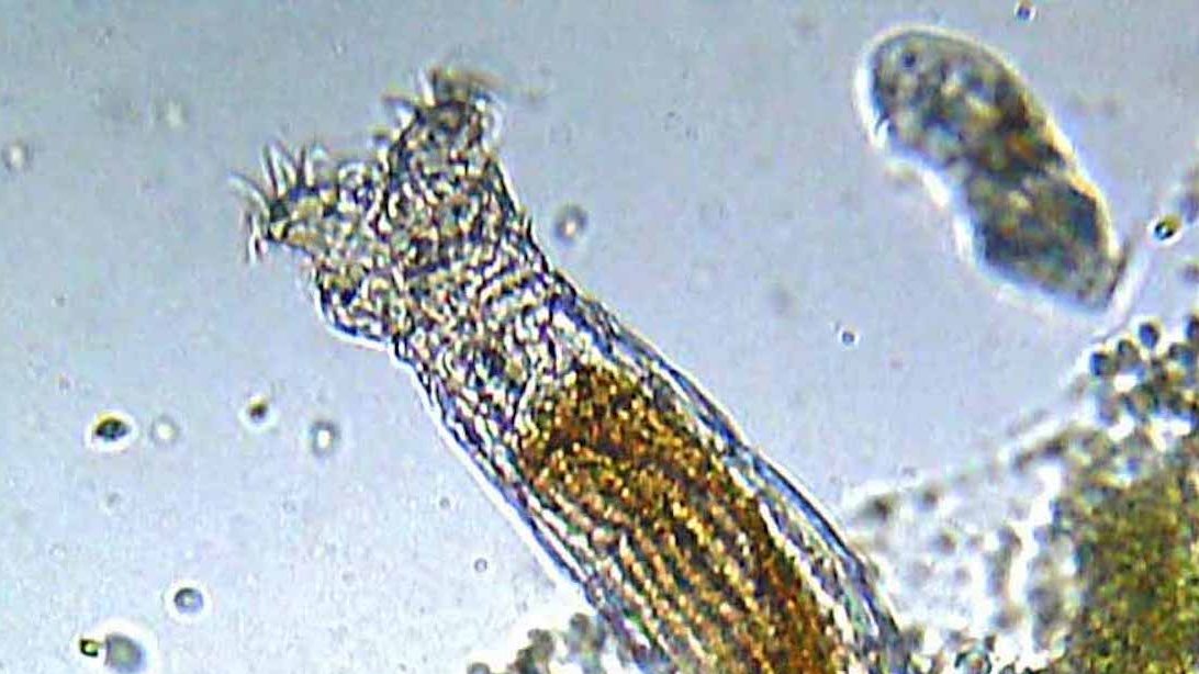 Os rotíferos bdeloides são organismos multicelulares microscópicos
