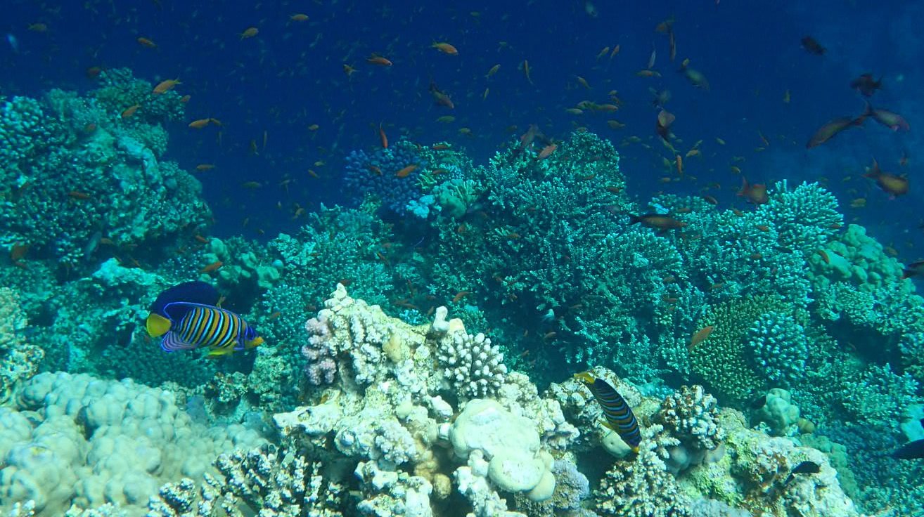epa08192657 A parrot fish swims near the Yolanda Reef at the Red Sea resort town of Dahab, 550 kilometers east of Cairo in the Sinai Peninsula, Egypt, 04 February 2020.  EPA/KHALED ELFIQI