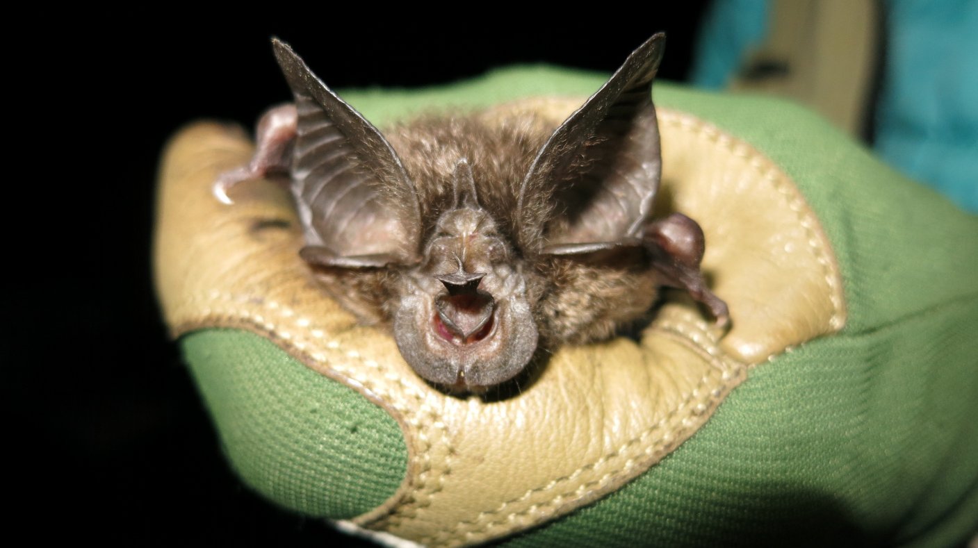 Morcego raro