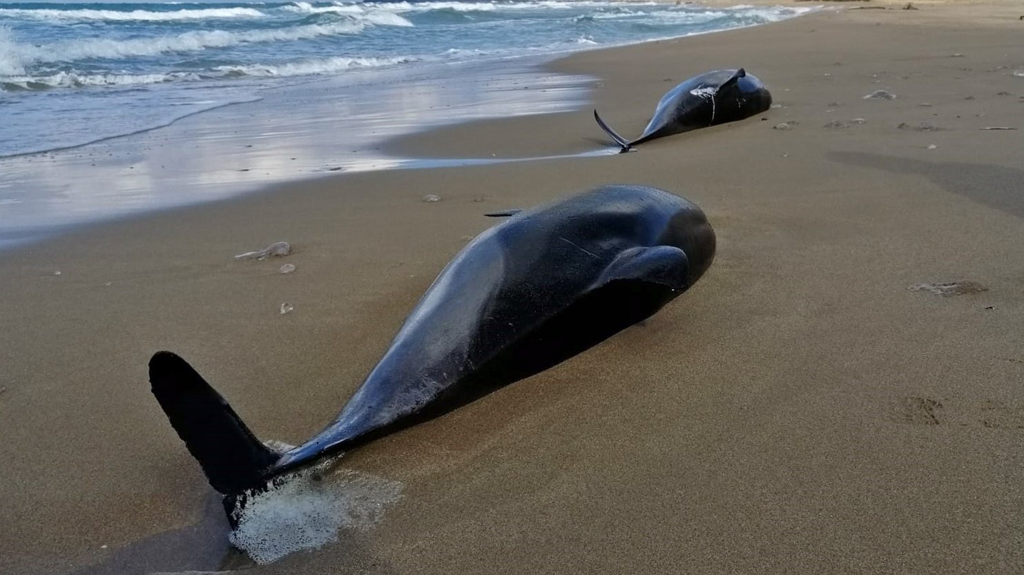 Golfinhos mortos no Mar Negro