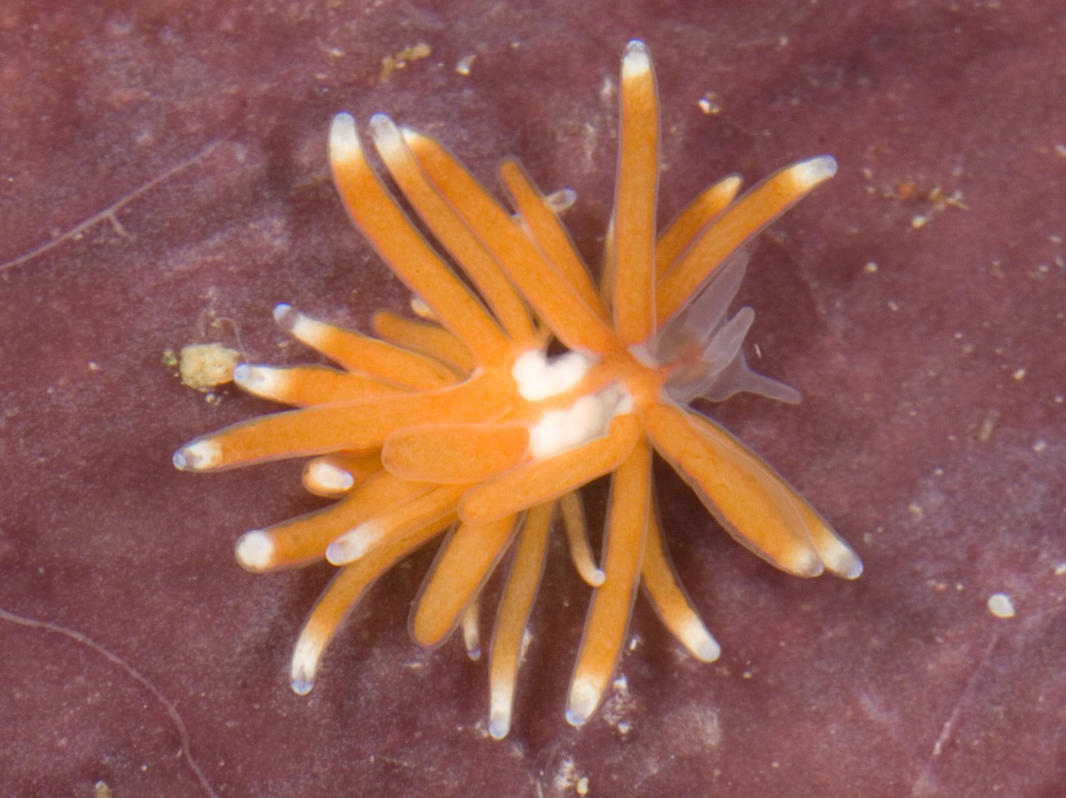 Tergiposacca longicerata, a new sea slug from the Philippines (Terry Gosliner © 2017 California Academy of Sciences)