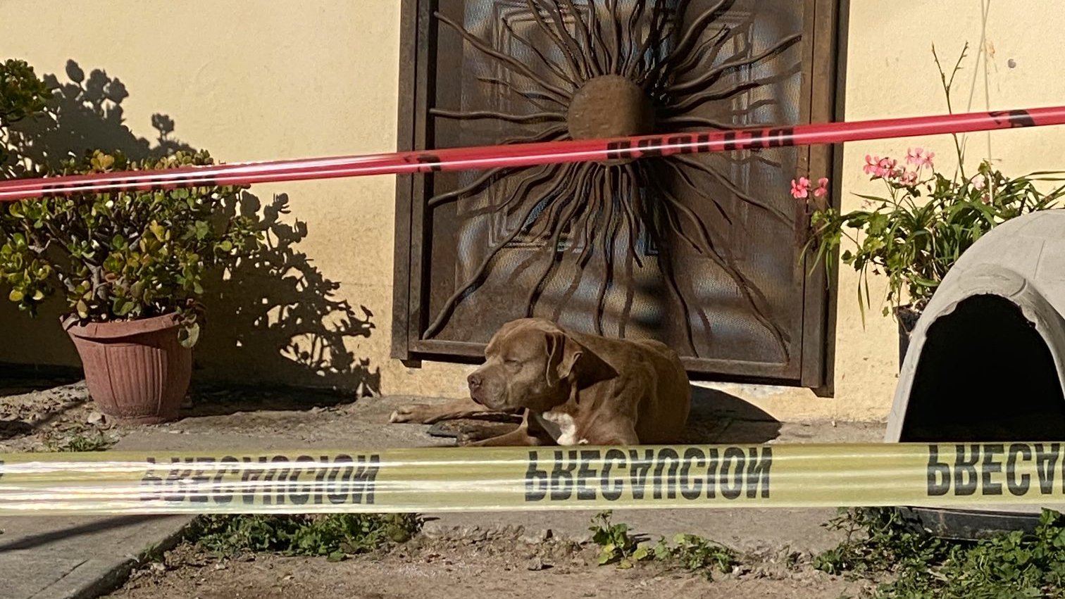 Cão da jornalista morta no México deitado na porta da sua casa