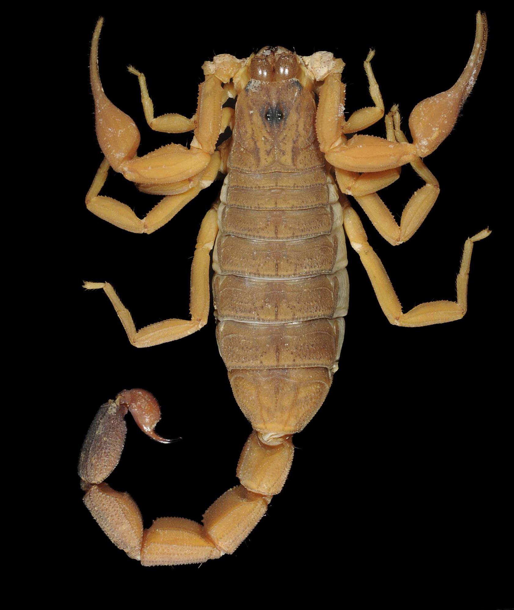 Rhopalurus ochoai, a new club-tailed scorpion from Venezuela (© California Academy of Sciences &amp; American Museum of Natural History)