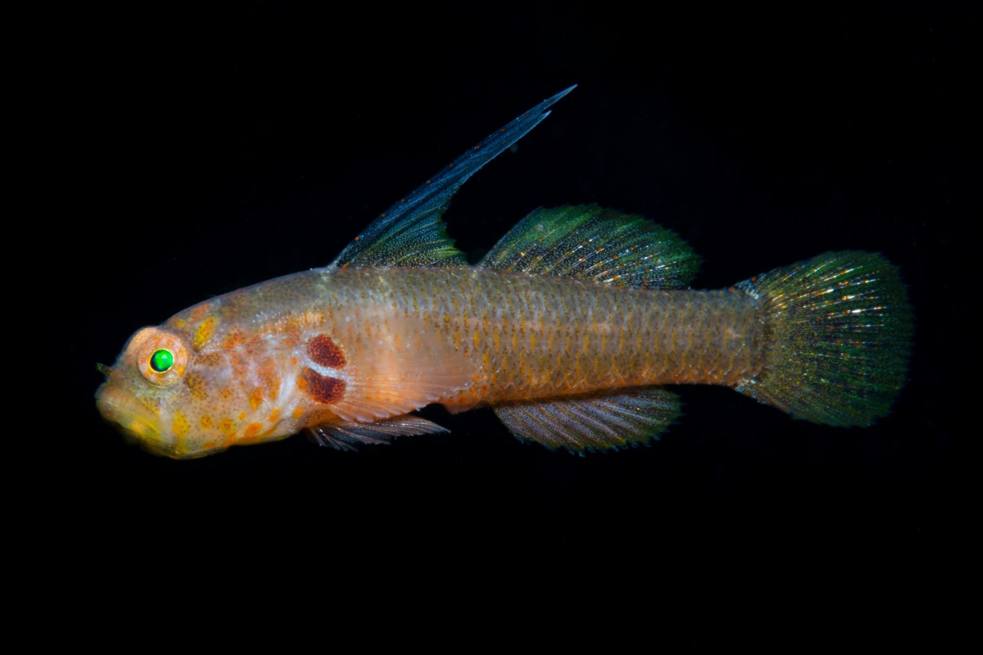 Bunama, Goby, Milne Bay, PNG, Priolepis, sp. worm tube,