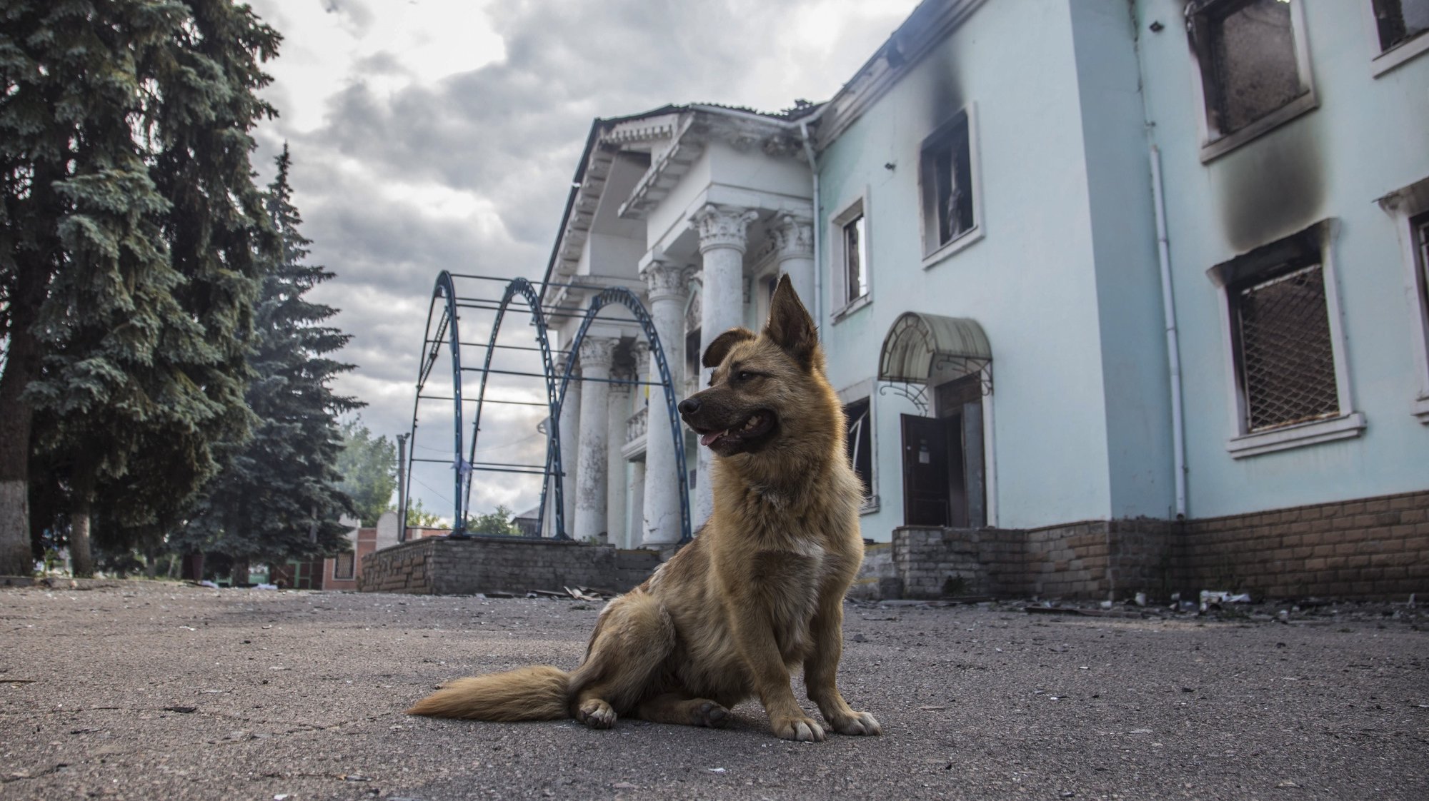 epa10020921 A dog sits near the shelling-hit and burnt-out palace of culture in Lysychansk, Luhansk area, Ukraine, 18 June 2022, five kilometers north-east of Severodonetsk. The city and its surroundings have turned into a battlefield in the past weeks. Russian troops on 24 February had invaded Ukraine, starting a conflict that provoked death, destruction and a humanitarian crisis ever since.  EPA/OLEKSANDR RATUSHNIAK