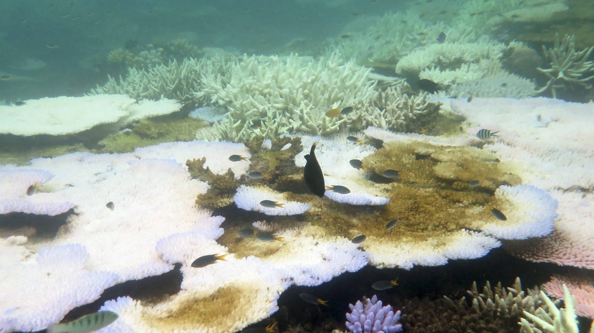 A Grande Barreira de Coral, a maior estrutura criada por organismos vivos na Terra, é uma das mais afetadas