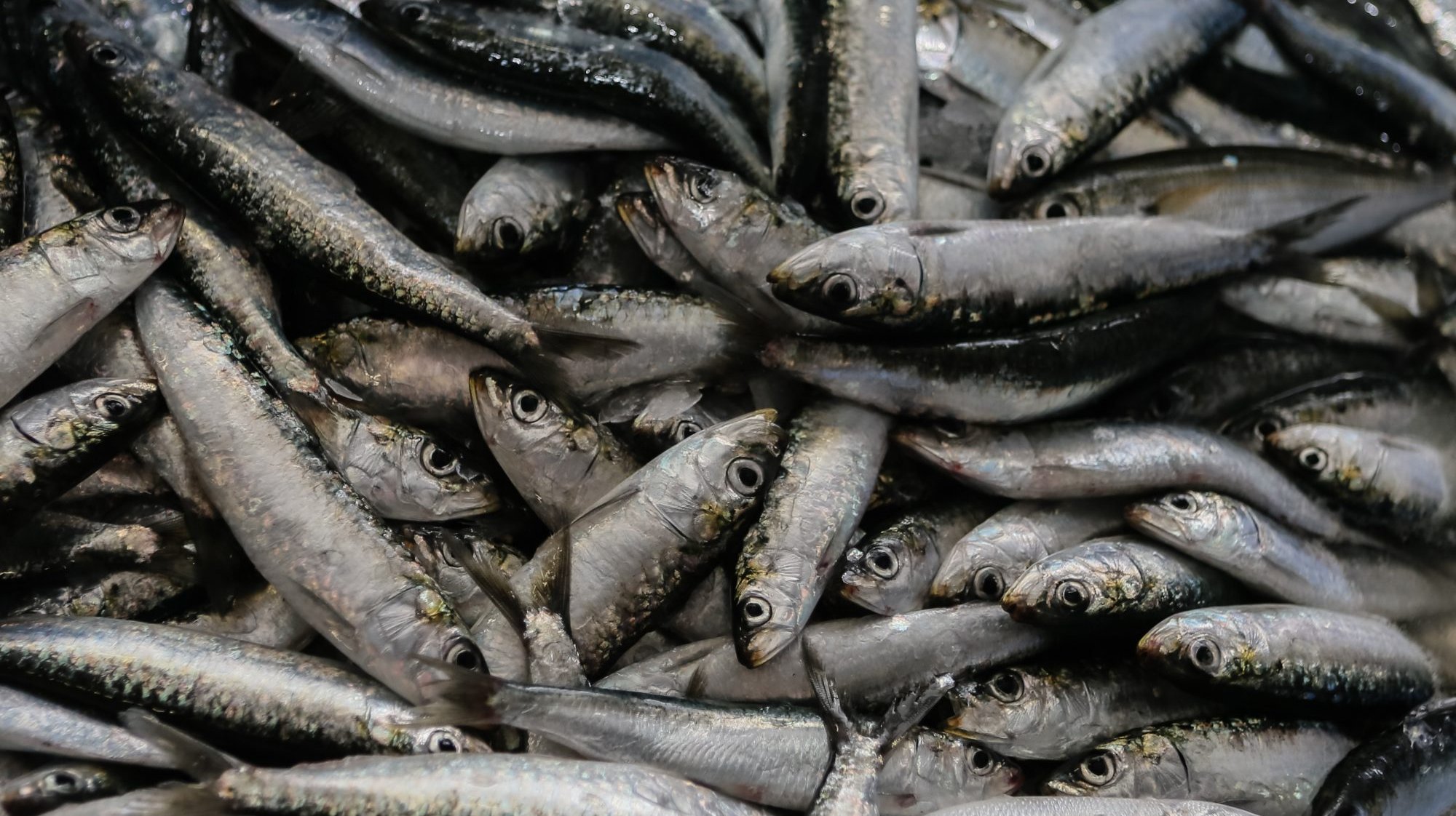 Até 31 de julho o limite global de descargas de sardinha capturada com a arte de cerco vai ser de 10 mil toneladas