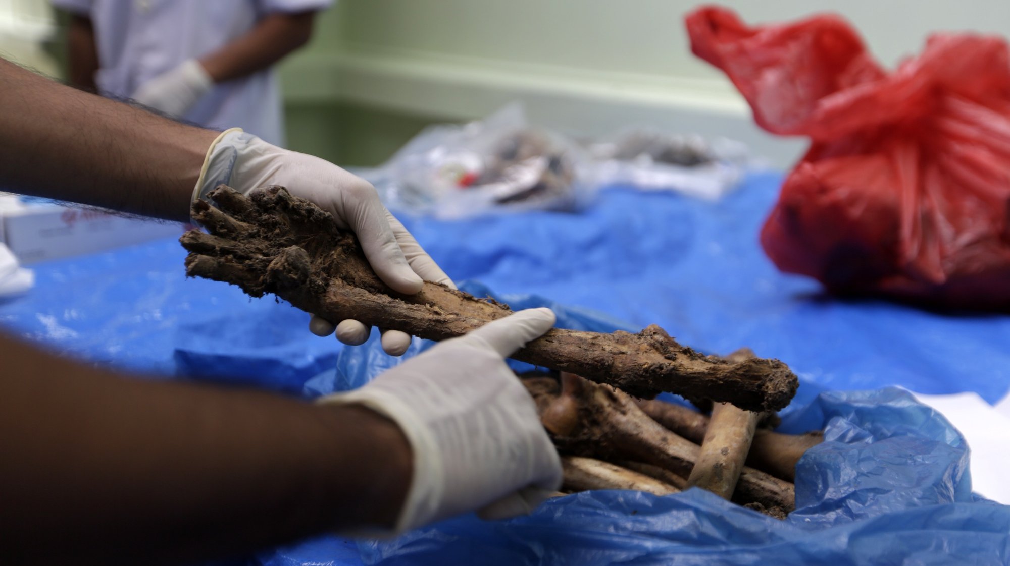 epa08535900 A veterinarian displays seized Sumatran tiger bones at the Aceh Natural Resource office in Aceh, Indonesia 09 July 2020. According to media reports, authorities arrested four suspects on the suspicion of illegal wildlife trading. The animal&#039;s skeleton, skull and skin are estimated to have a value of around 10,000 US dollars on the domestic black market. Tigers are one of the endangered species which suffer the most from illegal wildlife trafficking in Indonesia.  EPA/HOTLI SIMANJUNTAK