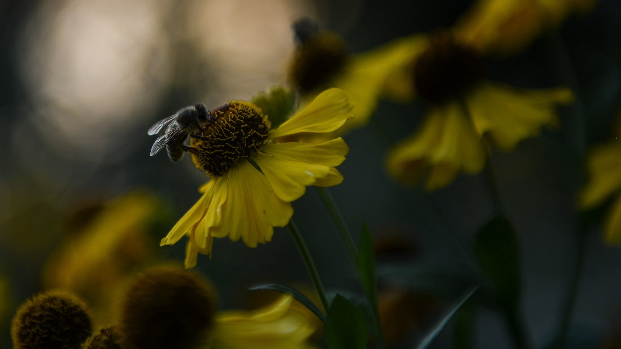 epa08674862 A bee collects pollen from a flower in Garmisch-Partenkirchen, Germany, 16 September 2020 (issued 17 September 2020).  EPA/PHILIPP GUELLAND / POOL