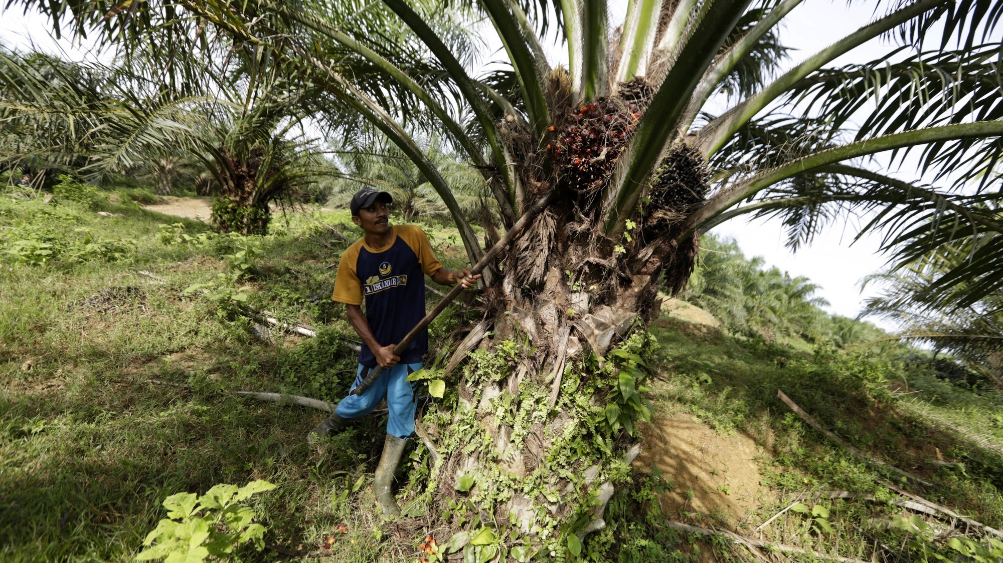 epa07732487 (12/26) A palm oil plantation worker harvests palm fruit in Cot Girek, north Aceh, Indonesia, 11 June 2019. Across Aceh province on the Indonesian island of Sumatra, new plantations and a housing construction boom are threatening the natural environment, pitting humans against the already-critically endangered wild elephants in a fatal conflict which the native Sumatran pachyderm is certain to lose. The elephants’ impending extinction is palpable across the country, but nowhere more so than in Aceh, where only 500 remain in the wild. Clashes in Aceh between elephants and humans are reportedly the highest of anywhere in the country. The opening up of new palm oil plantations, illegal hunting, including for ivory, and large scale illegal logging are the main causes for the increasingly prevalent clashes between humans and elephants in Aceh.  EPA/HOTLI SIMANJUNTAK PLEASE REFER TO THE ADVISORY NOTICE (epa07732475) FOR FULL PACKAGE TEXT