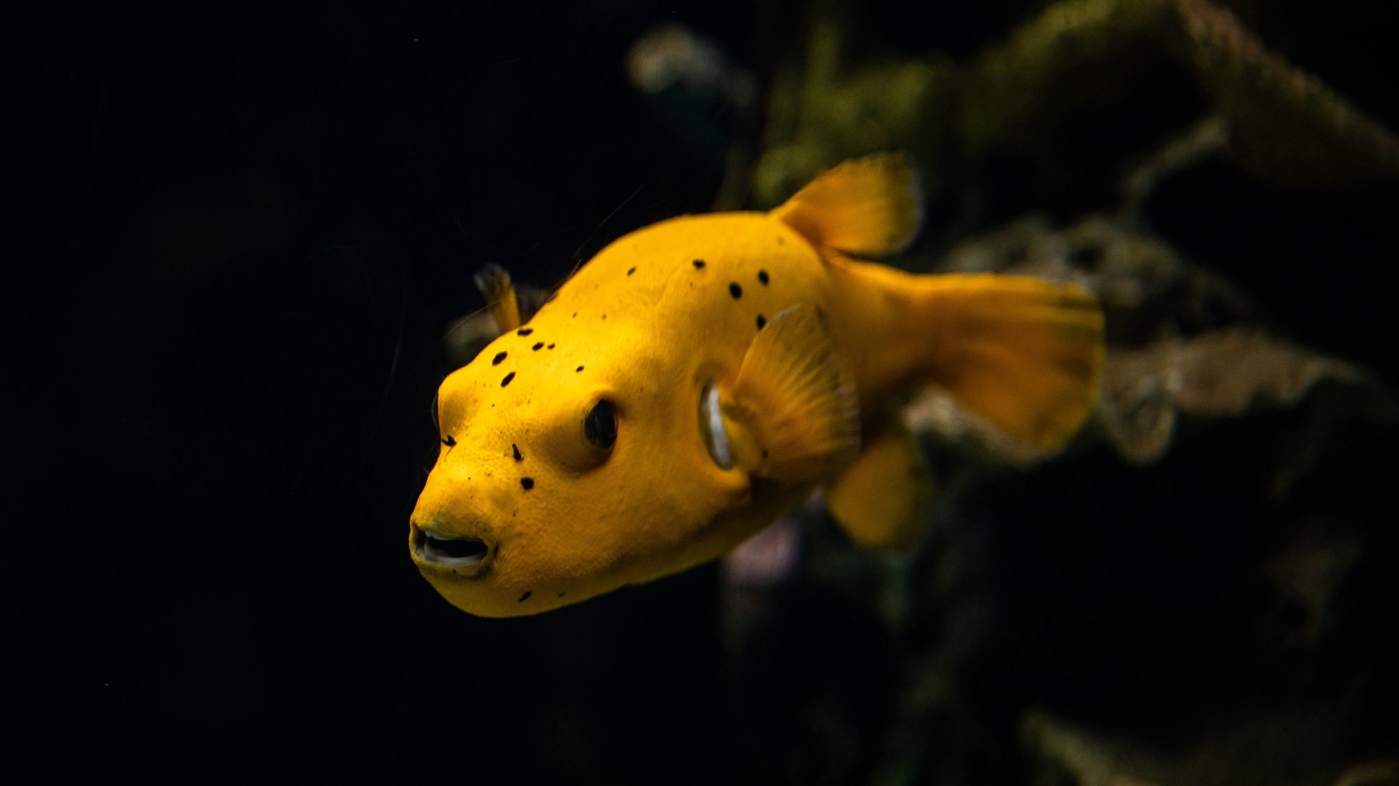 A puffer fish swims in a tank at the Lisbon Oceanarium, one of the biggest in the world, with one million visits per year,  located next to the venue where the UN Ocean Conference is taking place in Lisbon, Portugal, 29 June 2022. JOSE SENA GOULAO/LUSA