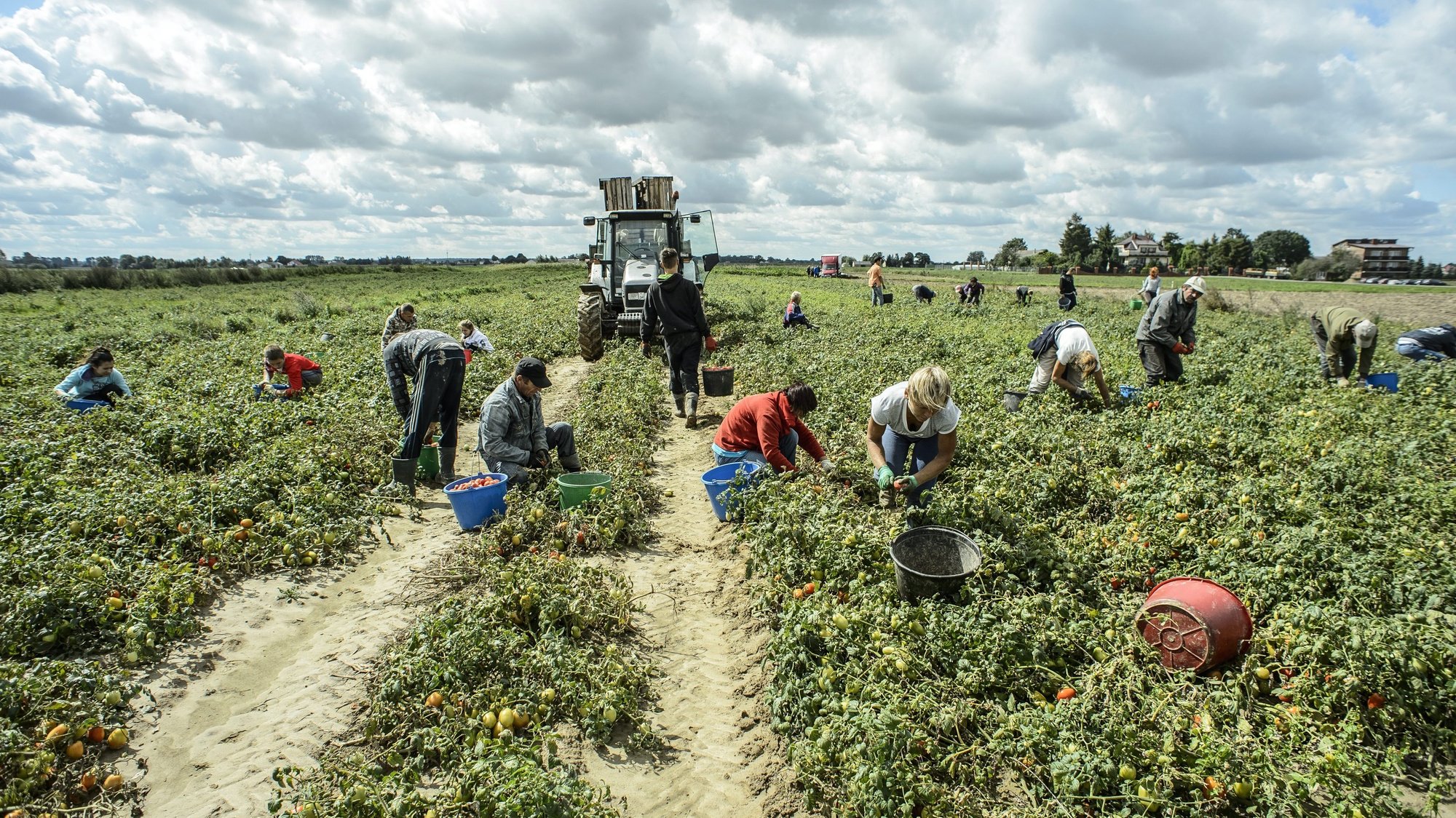 epa04367583 Farmers and helpers harvest tomatoes at the Grzegorz Tokarski farm in Gorne, eastern Poland, 25 August 2014. Tomatoes will go directly to the processing plant. The tomato harvest will last until October.  EPA/WOJCIECH PACEWICZ POLAND OUT