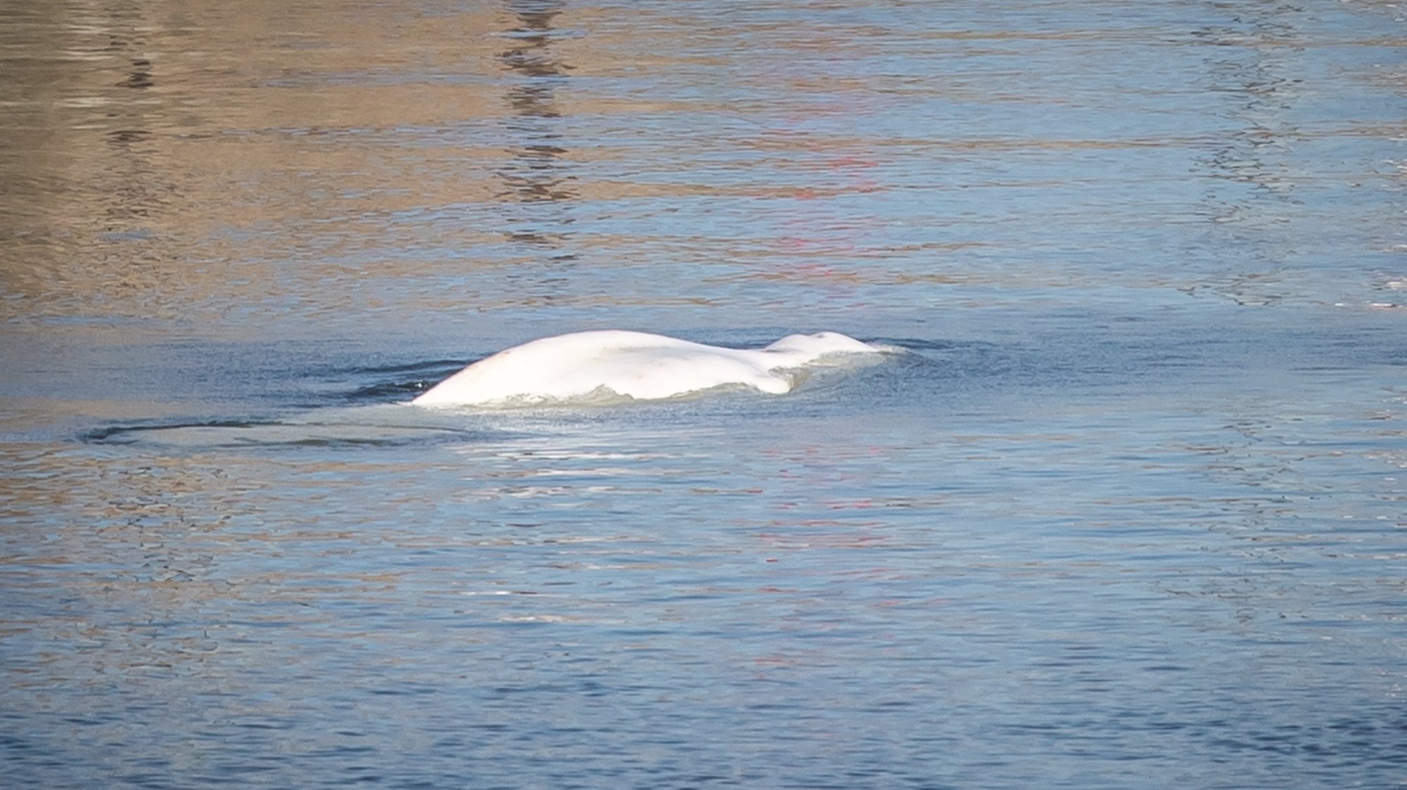 epa10112908 A lost Beluga whale swimming in a lock of the Seine river in Saint Pierre la Garenne, Normandy Region, France, 09 August 2022. The strayed whale was first spotted on 02 August and a rescue operation will be conducted to move the beluga to a salt water basin before an eventual return to the marine environment  EPA/Christophe Petit Tesson