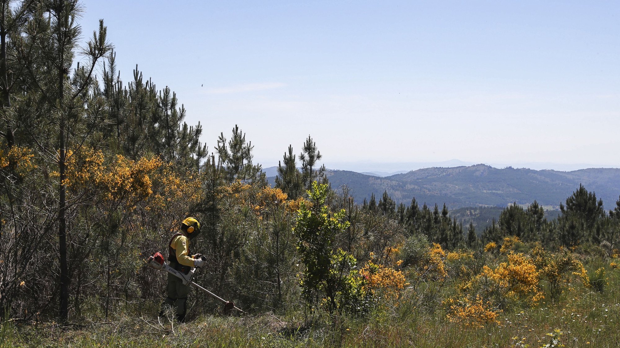 Sapadores florestais procedem à limpeza do terreno, durante os trabalhos de intervenção das redes de faixas de gestão de combustível associadas à rede viária, na Serra de São Mamede, em Marvão, 22 de maio de 2020. NUNO VEIGA/LUSA
