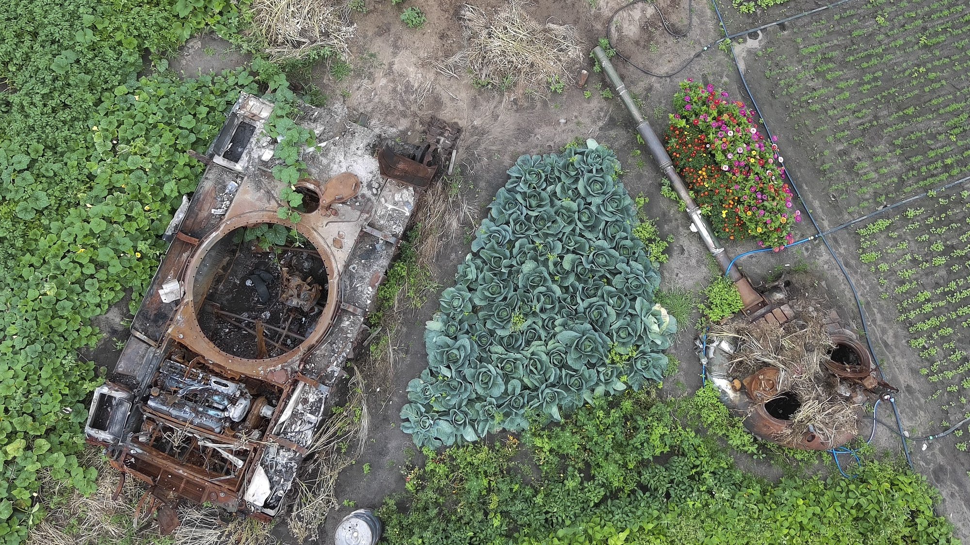 epaselect epa10105676 An aerial photo made from a drone shows vegetables grow around of the debris of a Russian tank at a garden in the village of Velyka Dymerka, Kyiv area, Ukraine, 04 August 2022. The wreckage of the tank remained in the garden after Russian troops were pushed out from the Kyiv region and locals planted flowers and vegetables between its debris. Velyka Dymerka as well as other towns and villages in the northern part of the Kyiv region, became battlefields, heavily shelled, causing death and damage when Russian troops tried to reach the Ukrainian capital of Kyiv in February and March 2022.  EPA/SERGEY DOLZHENKO