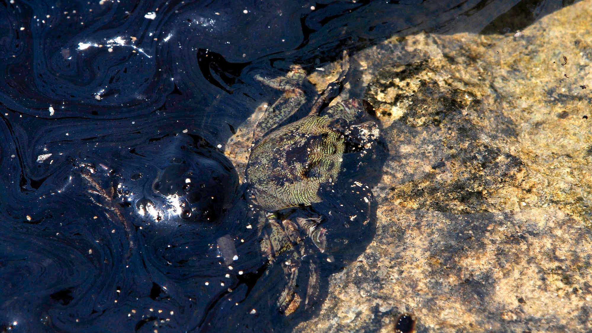 epa03793300 A crab in the oil spill at the Karpasia peninsula in the Turkish-occupied northern tip of Cyprus, 19 July 2013. Cypriot authorities sent help to the occupied area to deal with the oil spill after 100 tonnes of oil leaked into the sea when a pipeline from a tanker broke during attempts to supply a power station.  EPA/STRINGER