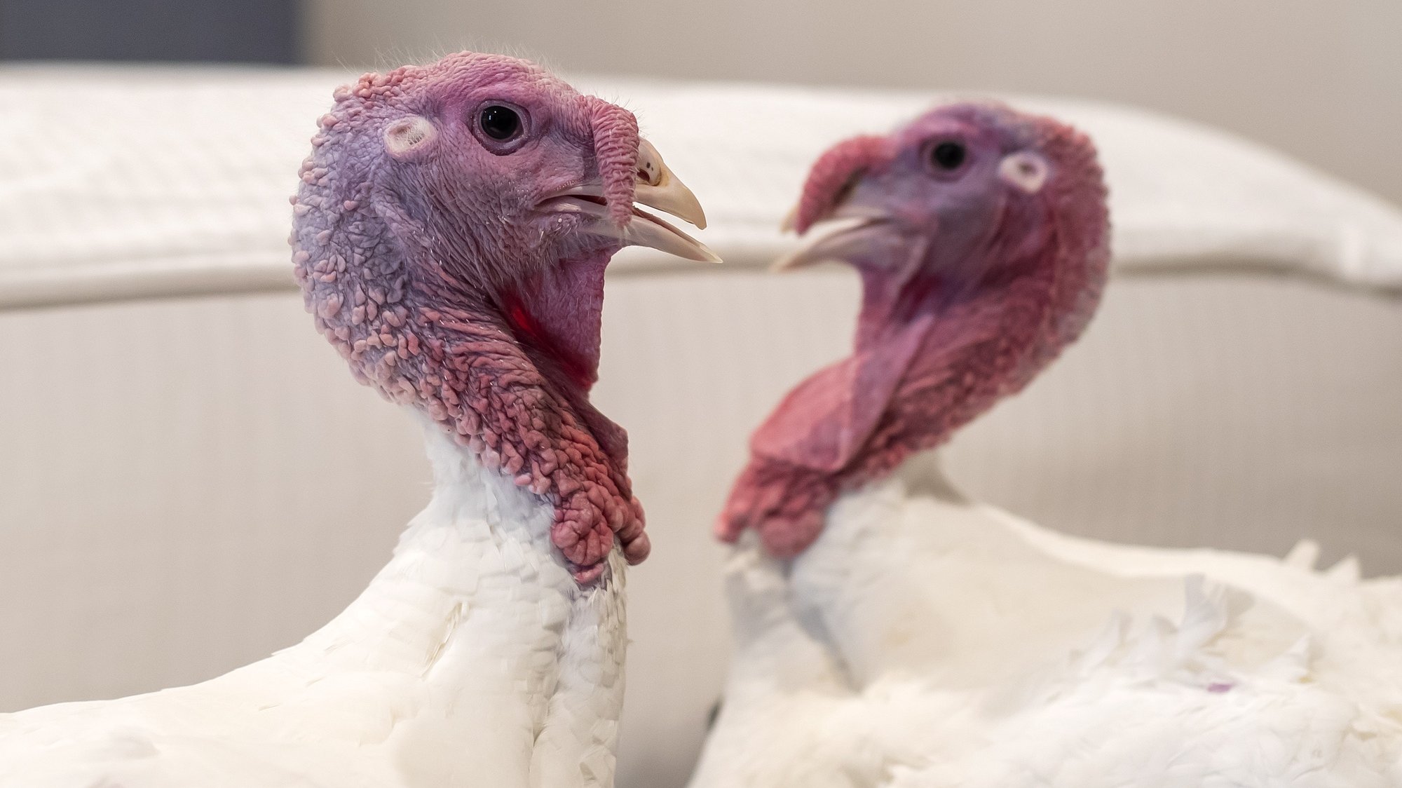 epaselect epa08025107 National Thanksgiving Turkeys &#039;Bread&#039; (L) and &#039;Butter&#039; (R) relax in their suite at the Willard InterContinental hotel in Washington, DC, USA, 25 November 2019. One of the North Carolina-raised fowl will be &#039;pardoned&#039; by US President Donald J. Trump during the 72nd annual Presentation of the National Thanksgiving Turkey in the Rose Garden at the White House, 26 November 2019. The turkeys are presented by the National Turkey Federation.  EPA/ERIK S. LESSER
