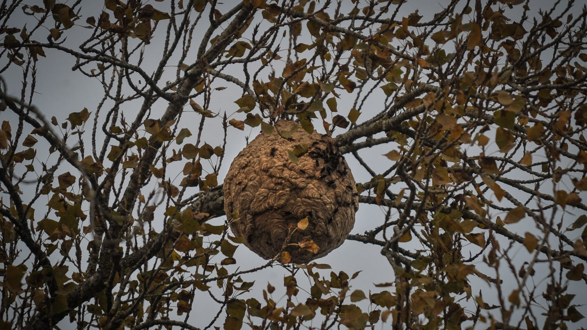 Santo Tirso destroyed this year 284 nests of Asian wasps