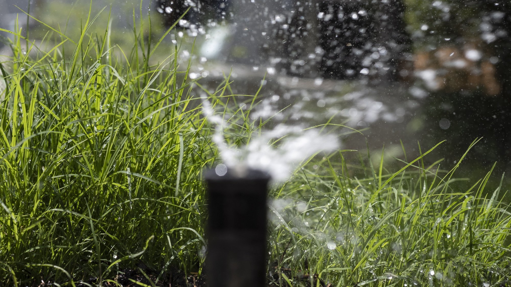 Dry.  The municipalities reduce the irrigation of gardens and bet on awareness campaigns