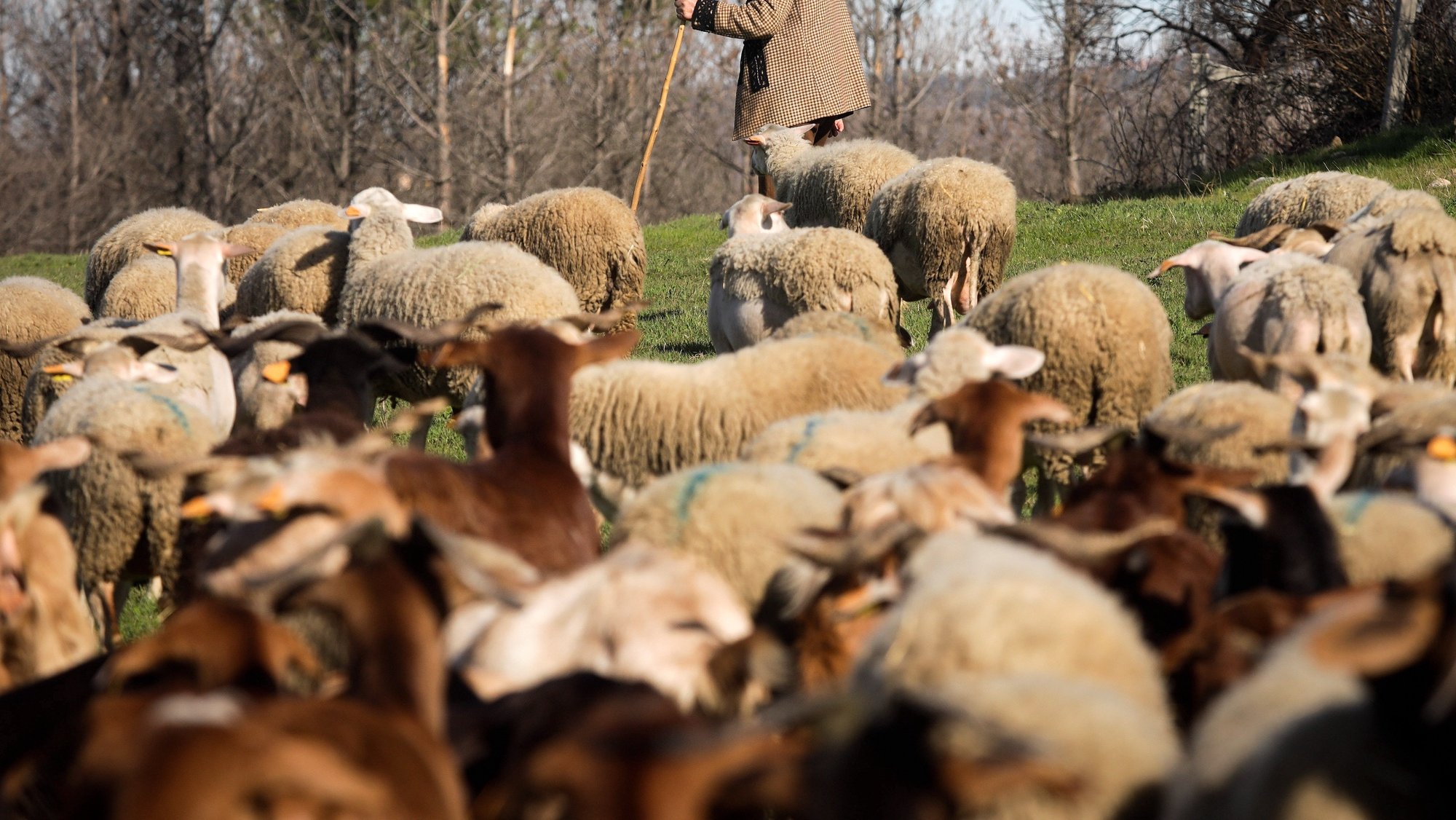 Guardians of the Serra da Estrela supported 5,399 animals with food