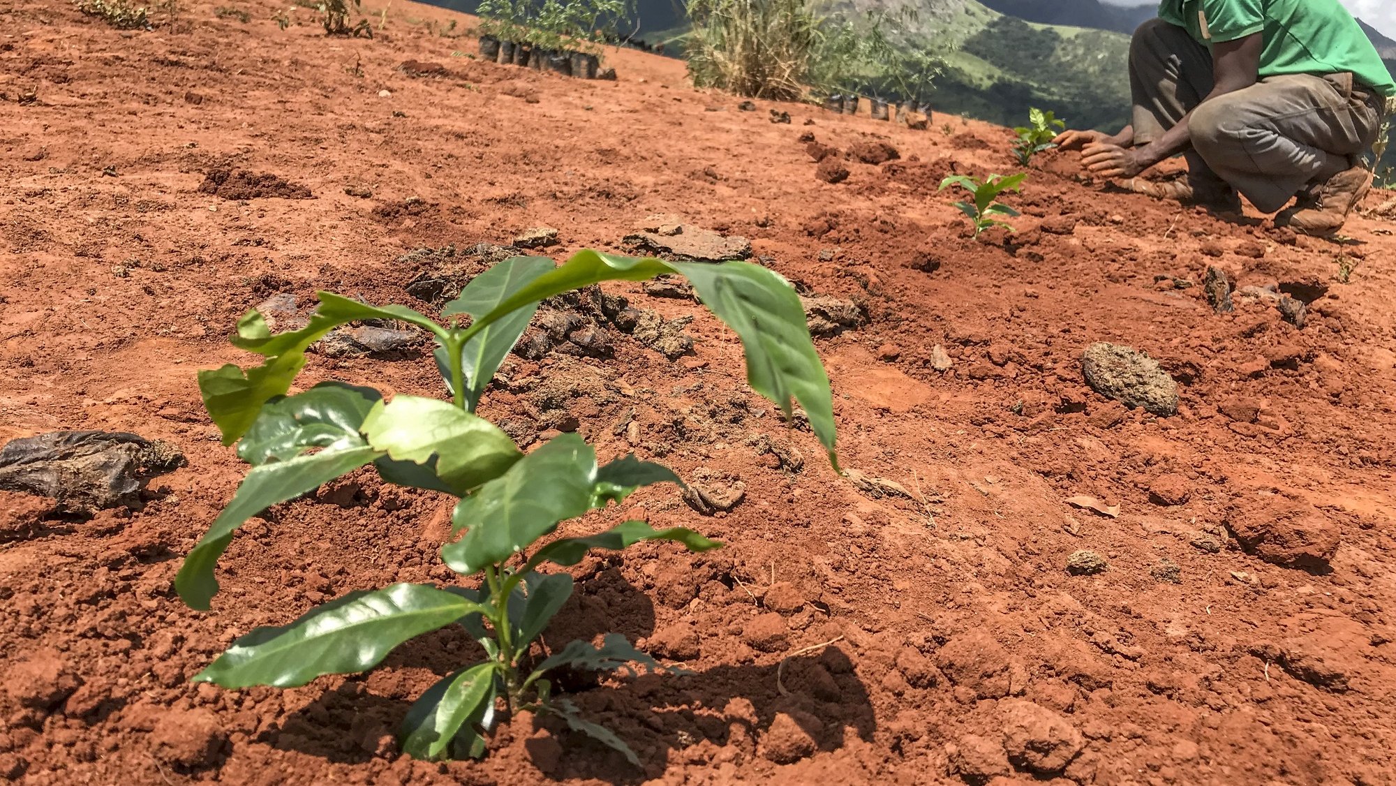 Um camponês planta mudas de café arábica num pasto de gado, que ficou deserto devido às mudanças climáticas, no âmbito do projeto da Agrotur que arrancou em 2020, num campo experimental da zona tampão do Parque Nacional de Chimanimani, no Chimoio, Moçambique, 15 de fevereiro de 2022. Um total de 1.600 camponeses estão envolvidos no plantio de 400 hectares de café orgânico em Chimanimani num projeto agroflorestal que é o maior cafezal de Moçambique. (ACOMPANHA TEXTO DA LUSA DO DIA 22 DE FEVEREIRO DE 2022). ANDRÉ CATUEIRA/LUSA