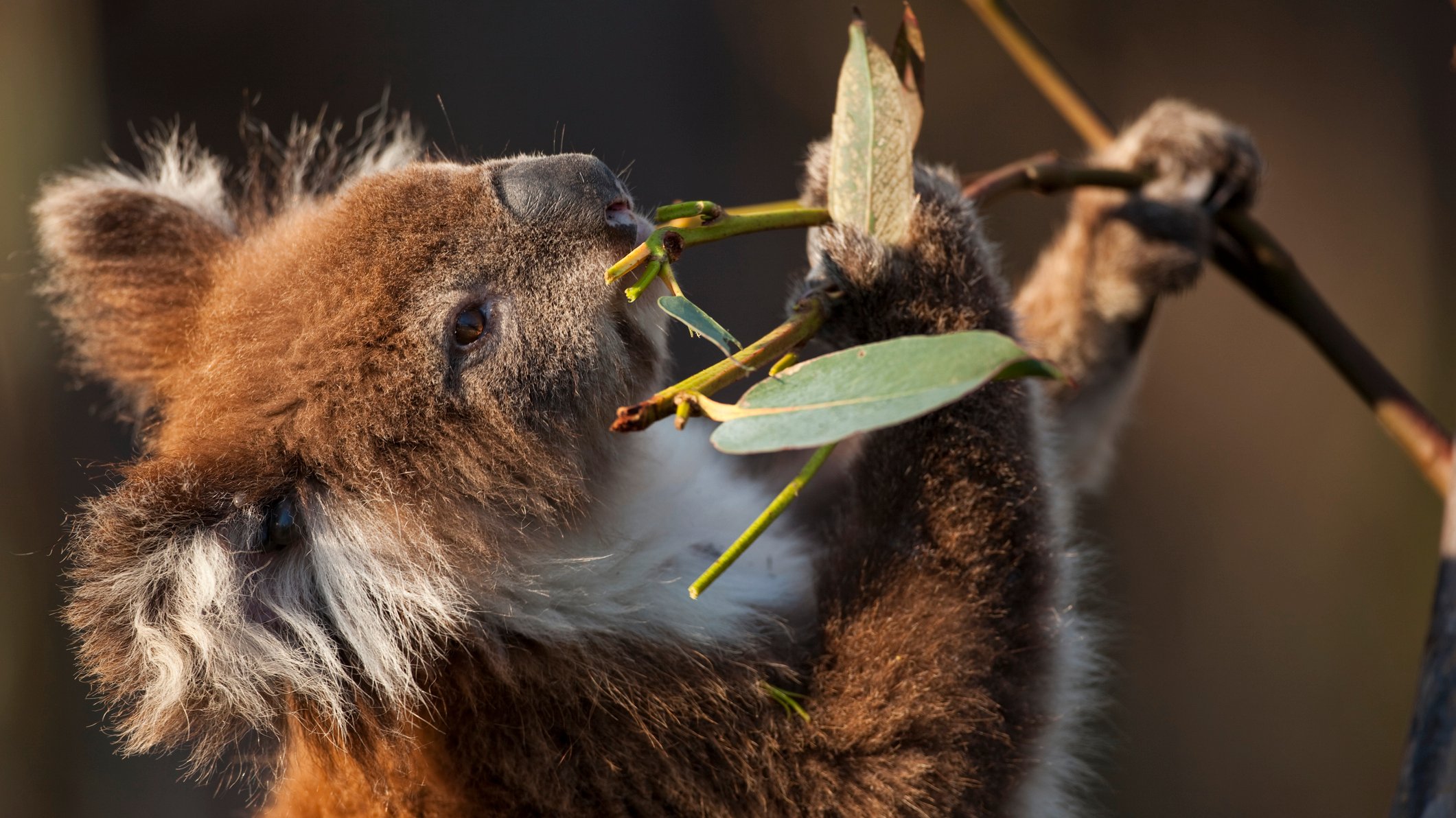 Os koalas foram agora classificados como espécie em risco de extinção na Austrália