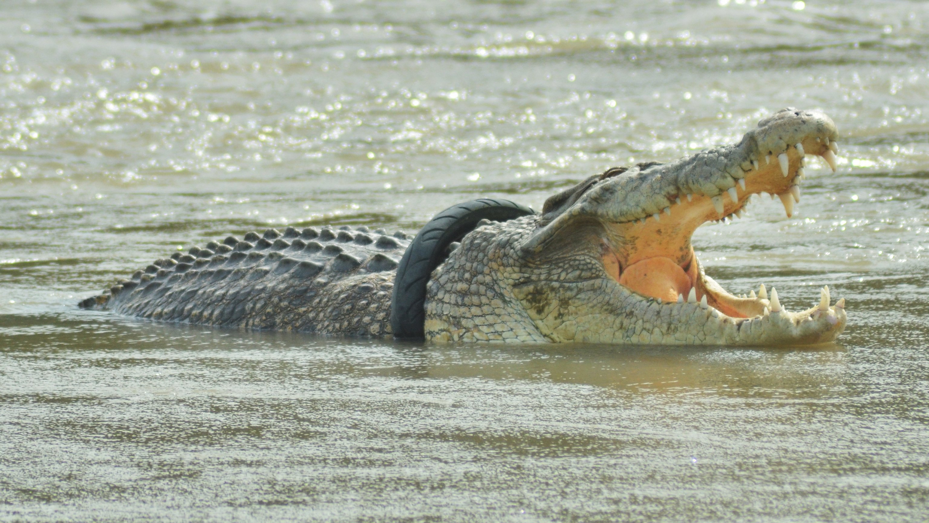 Crocodilo com um pneu de borracha preso no pescoço