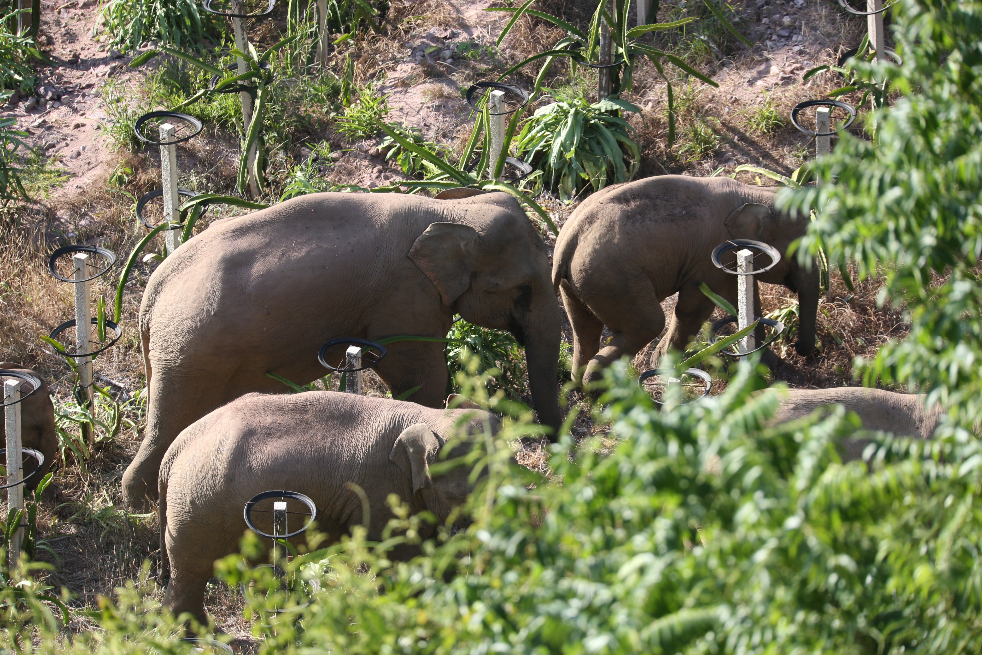 Wild Elephants Wander In Yunnan
