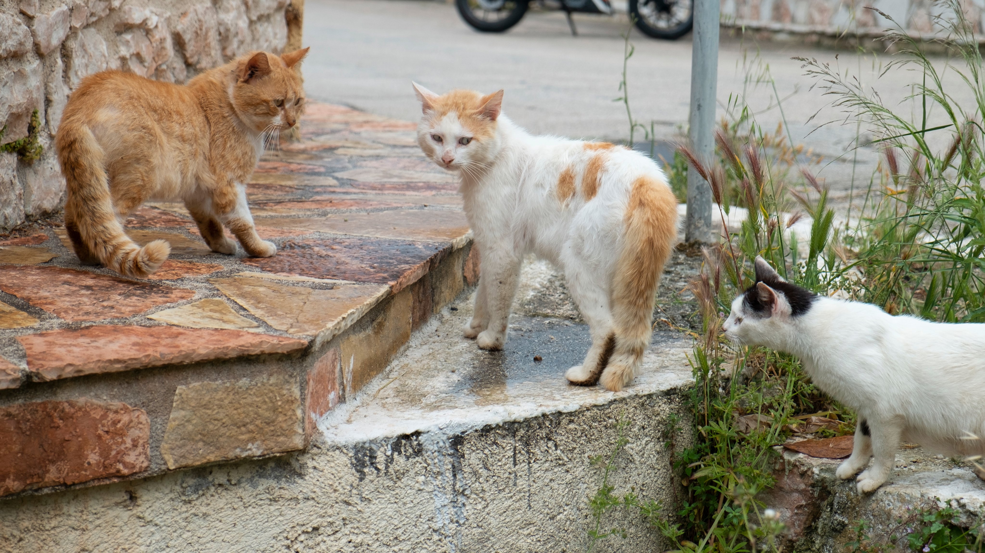 Feral Cats In Vathy Ithaca Greece