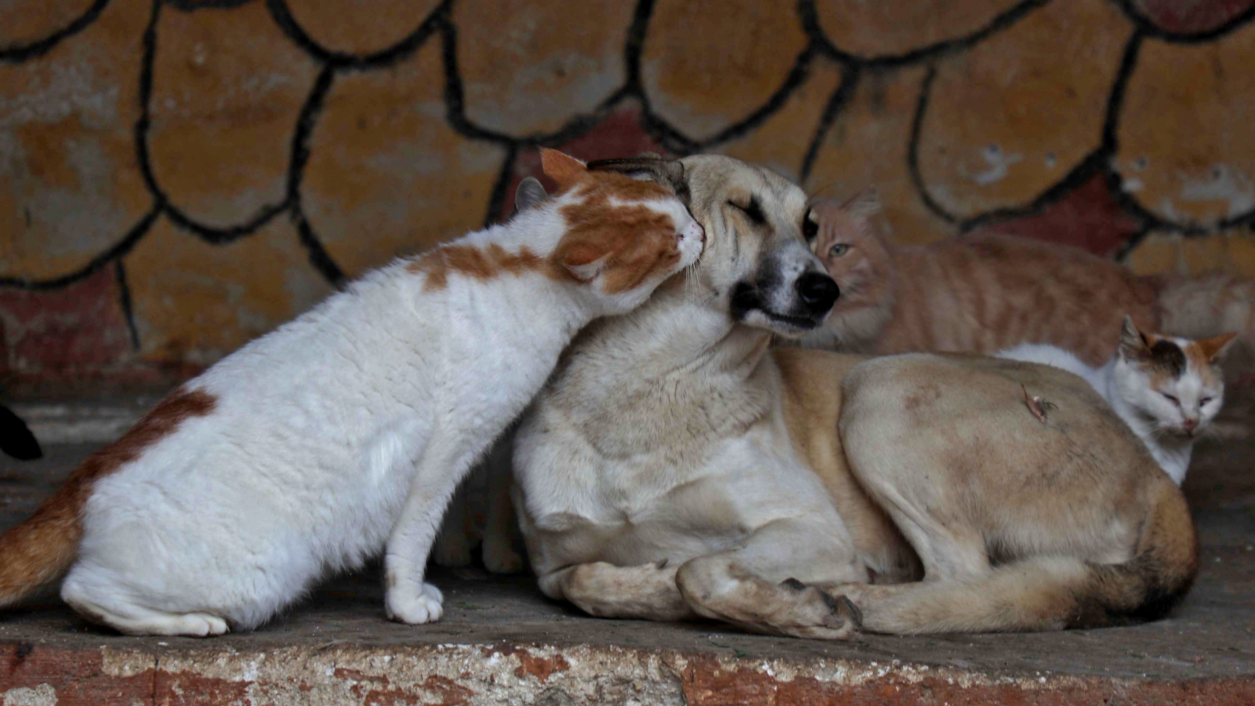 SYRIA-ANIMAL-CATS