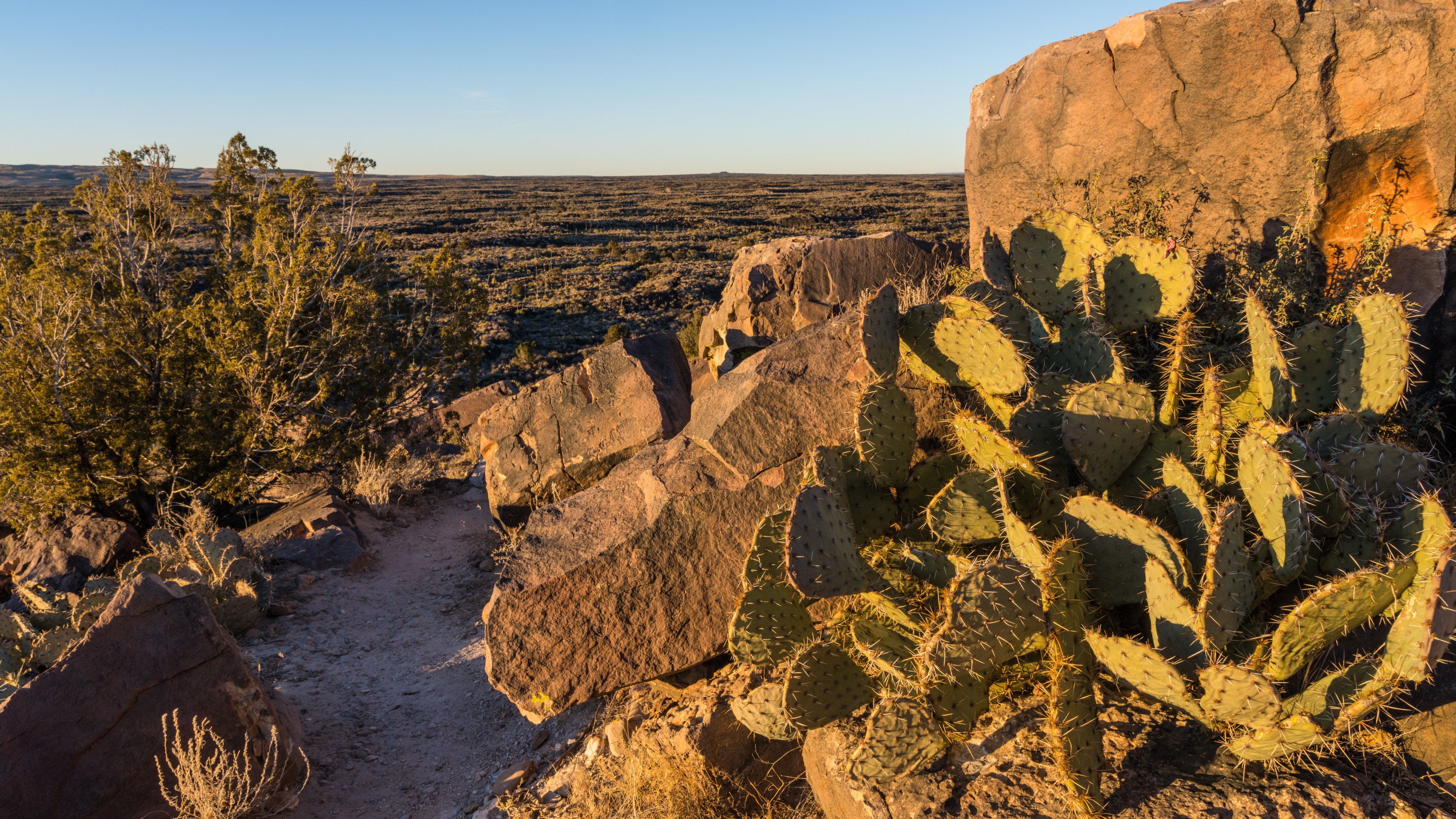 Prickley Pear Cactus among sandstone boulders in the Valley of FIres Recreation Area