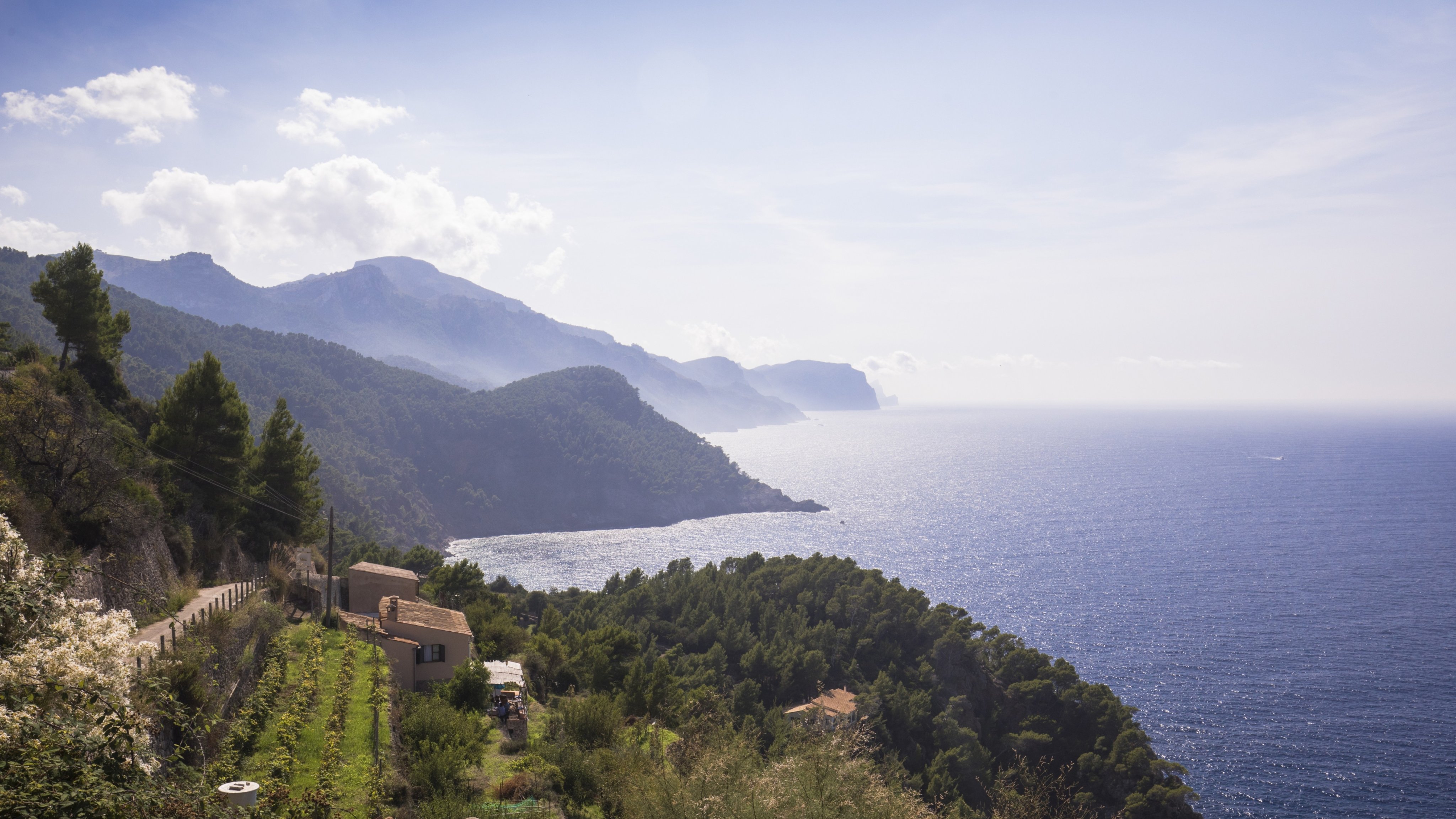 View over the northern coastline of Mallorca with a vineyard in the foreground.