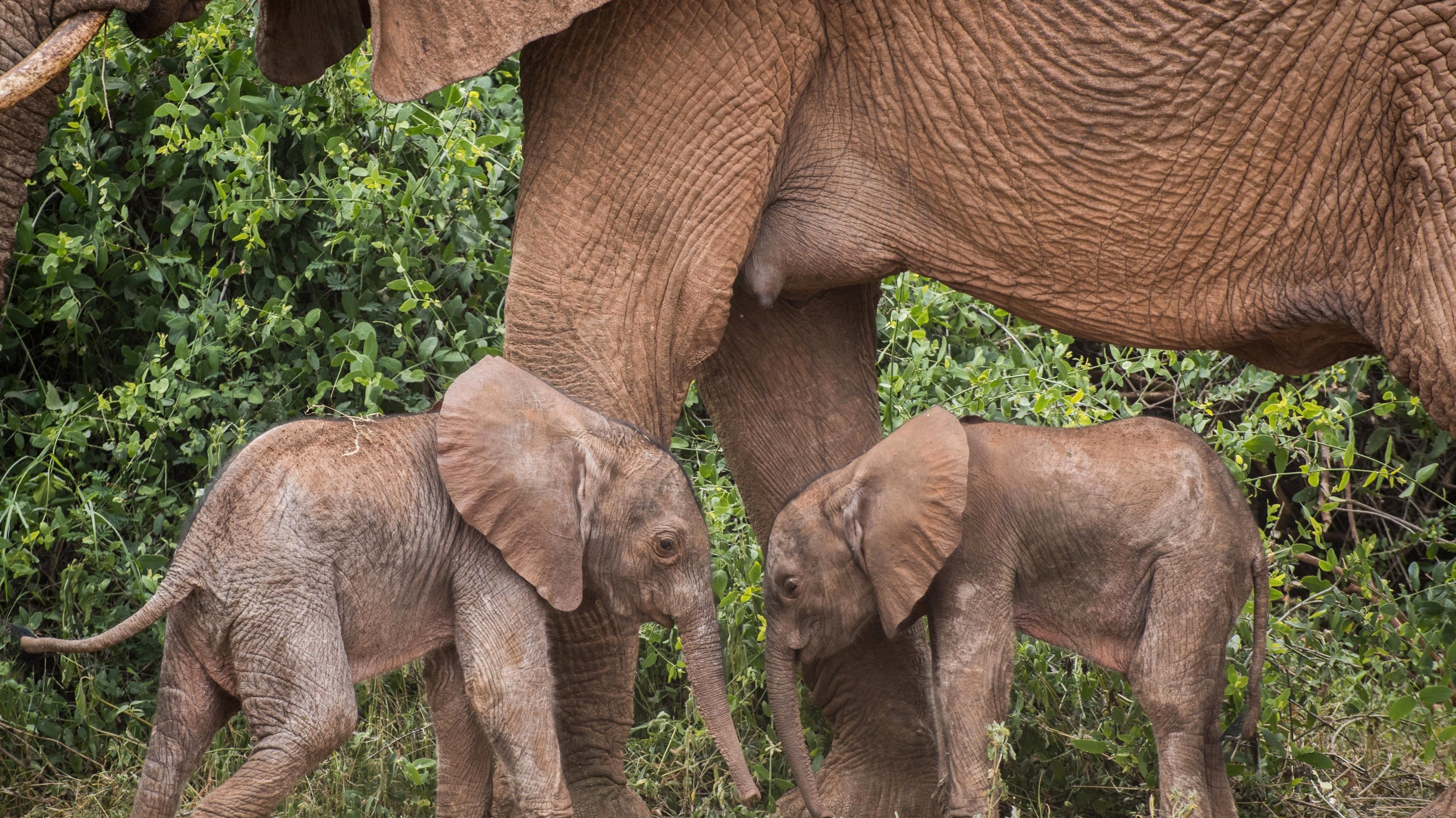 A mãe Bora e os elefantes gémeos na reserva animal do Quénia